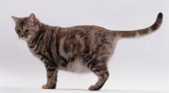 Како раѓа мачка за прв пат