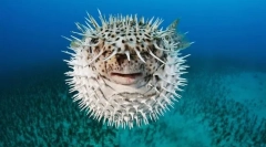 Како рибите се заштитени