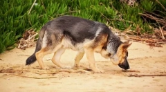 Како куче зема патека?