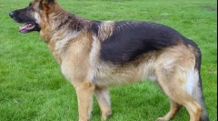 Како кучињата ги разликуваат боите?