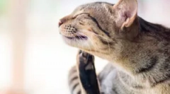 Како коегзистираните грешки и миленичиња?