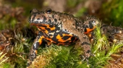 Како тие се спасени од непријателите на gerlyanka?