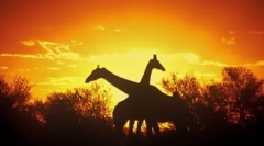 Како животните спијат?