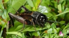 Како крикетците се уништуваат: закони за звук за обновување