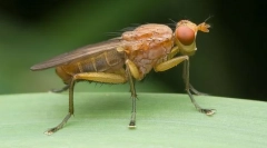 Како теника се бори со slugs?