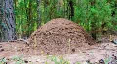 Како е уредена од мракот?