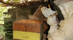 Како кошница е наредена?