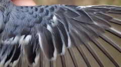 Како е пердув?