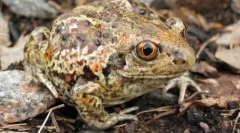 Како очите на лукот наредени?