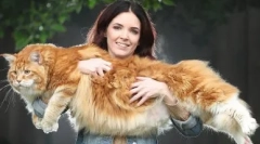 Како се наредени мачки: интересни факти за надворешната и внатрешната структура на овие животни