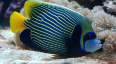 Како императорите на водата се однесуваат во вода?