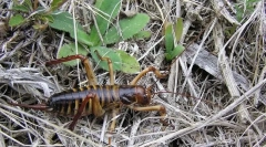 Како ветровите се спасени од студот?