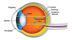 Како да ги видите мачките: тајните и карактеристиките на перцепцијата на животните од околниот свет