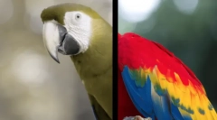 Како кучињата го гледаат светот