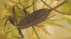 Како вода скорпија дише под вода?