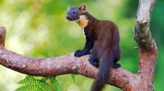 Како изгледа кабелот (фото): virtuoso forest presator