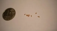 Што барате кога ги анализирате изметот на црви