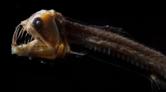 Што изгледаат најстрашните морски суштества (слика)