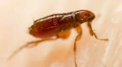 Како изгледаат каснувања на момците на човекот