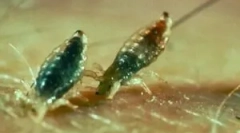 Како изгледаат каснувања?