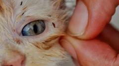 Како да ги отстраните болвите во мачка дома