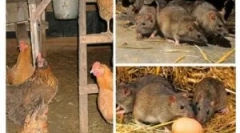 Како да се донесат стаорци во барака?