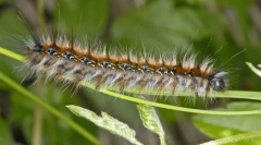 Како живеат caterpillar caterpants?