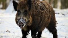 Како живеат свињи?