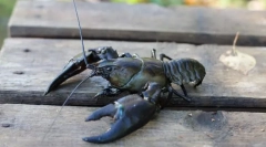 Како да живеат ракчиња и ракови