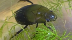 Како чевли бубачки дише под вода?