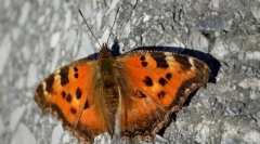 Како да зима пеперутка?