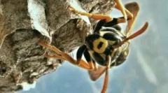 Колку зима и што јадат оси?