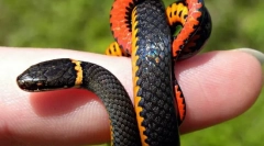 Како змии се движат без да имаат нога?