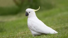 Cockatoo