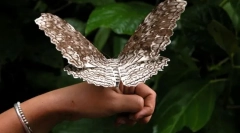 Која пеперутка е најголемата?