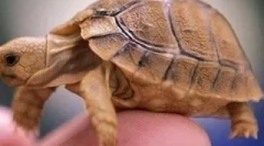 Што е желка?