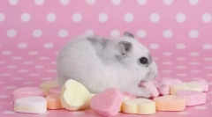 Која храна е забрането хрчак?