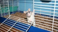 Која клетка е потребна за стаорец, големини како да се направи тоа сами