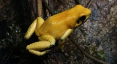 Каков вид на жаба е нај отровен?