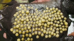 Каква жаба го изведува своето потомство на грб?