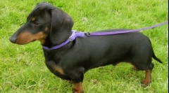 Каква раса на кучиња е најзлошката?