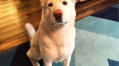 Каква раса на куче гликоза