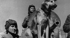 Што куче учествуваше во победата парада од 1945 година.?