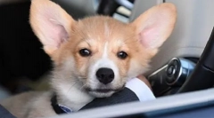 Што куче во патријархот кирил