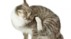 Кои антихистаминици се користат за лекување на мачки