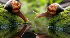 Кои се мекотели?