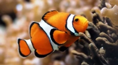 Што се риби