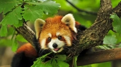 Што се животни?