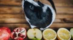 Кои овошје и бобинки јадат замор свиња