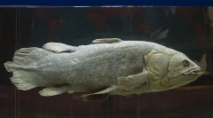 Кој од познатите живи суштества најмногу стари?